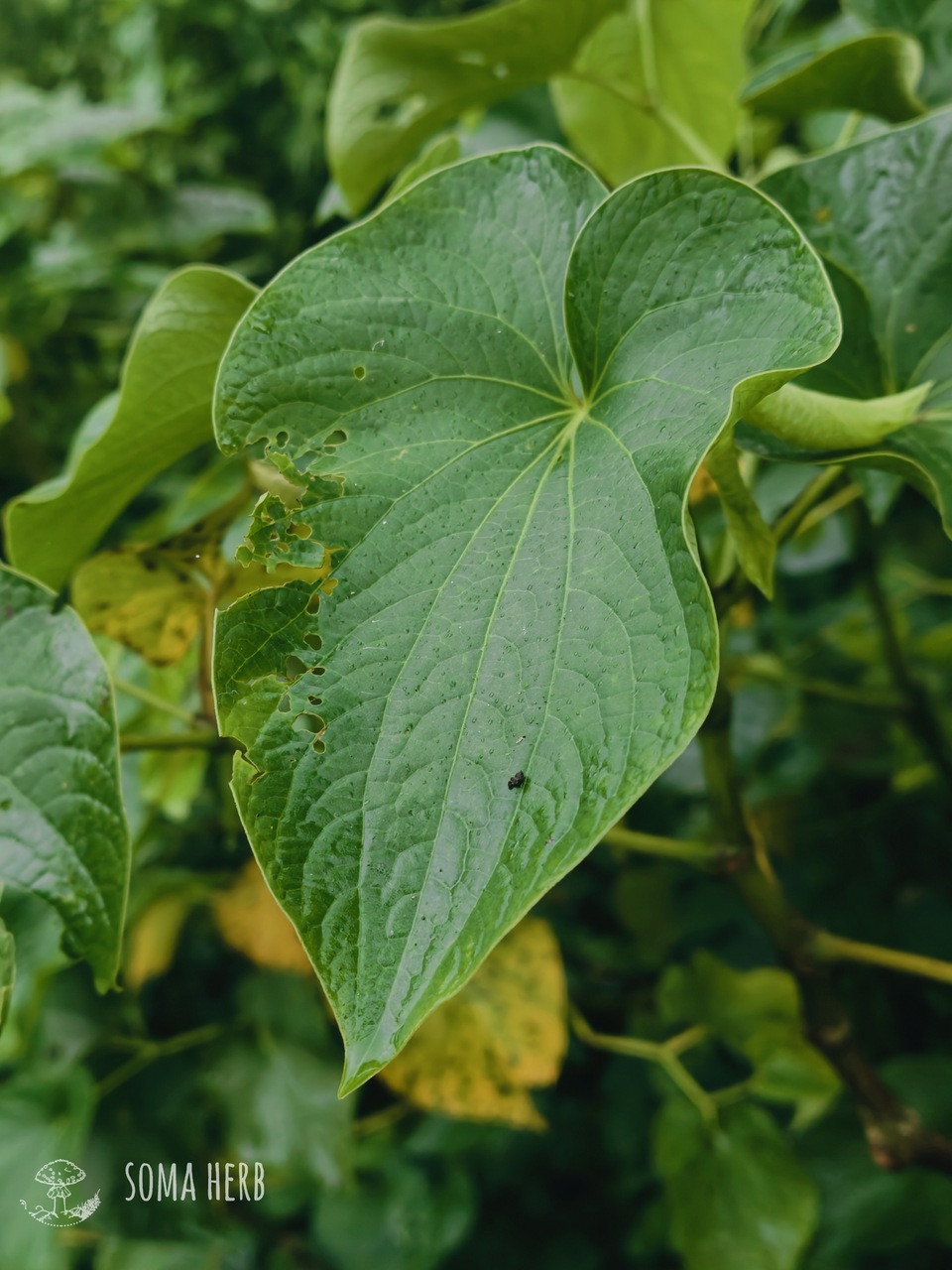 Green Flow – Instant Kava (Vanuatu) 250 g
